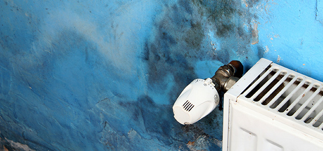 Expert Mold Removal. Our Experienced</br>Technicians Can Eliminate All Types of Mold